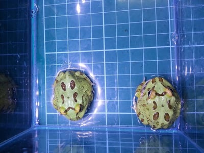 各式品種角蛙大全  黃金角蛙 綠角蛙 血紅角蛙 咖啡角蛙 皮卡丘 色缺 金屬 霸王9