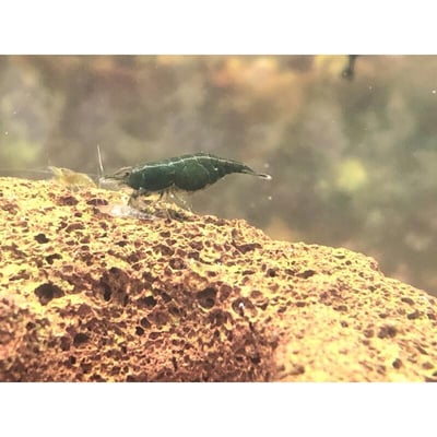 米蝦大集合專區、紅、黑、藍、綠、金、白、印度斑馬蝦12