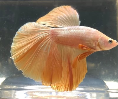 泰國進口 各式展示級鬥魚大全18