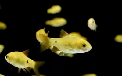 燈魚集合區 一線小丑燈 鑽石燈  三角燈 紅蓮燈 女王燈 日光燈 黃日光燈 火翅金鑽 噴火燈 火兔燈 三間小丑燈 藍剛果燈 亞洲紅鼻 紅鼻剪刀 一眉道人 野生金燈 黑帝王燈 鉛筆燈 櫻桃燈 血叉尾珍珠燕子 藍色霓虹燈23