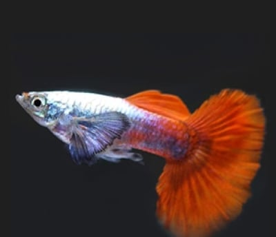 純種孔雀魚 各式品系大全2