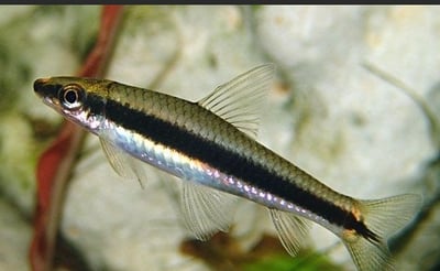 小精靈 白玉飛狐 小猴飛狐2