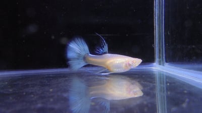 純種孔雀魚 各式品系大全10