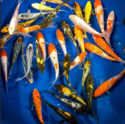 不挑色一般綜合鯉魚1