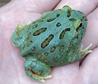 各式品種角蛙大全  黃金角蛙 綠角蛙 血紅角蛙 咖啡角蛙 皮卡丘 色缺 金屬 霸王14