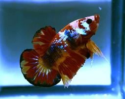 泰國進口 各式展示級鬥魚大全15