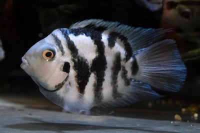 白金鸚鵡 寶藍鸚鵡2