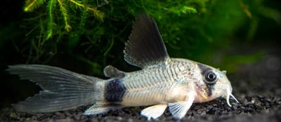 鼠魚集合區 白鼠 大帆花鼠 咖啡鼠 金線綠鼠 黑金紅頭鼠 熊貓鼠 大帆白鼠 茉莉豹鼠 黃翅珍珠鼠 大帆滿天星11