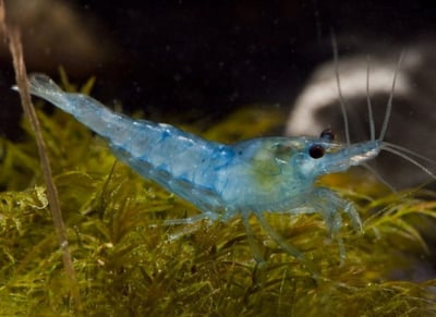 米蝦大集合專區、紅、黑、藍、綠、金、白、印度斑馬蝦10