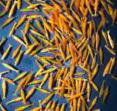 米蝦大集合專區、紅、黑、藍、綠、金、白、印度斑馬蝦3