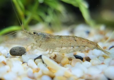 米蝦大集合專區、紅、黑、藍、綠、金、白、印度斑馬蝦19