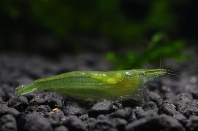 米蝦大集合專區、紅、黑、藍、綠、金、白、印度斑馬蝦18