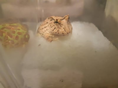 各式品種角蛙大全  黃金角蛙 綠角蛙 血紅角蛙 咖啡角蛙 皮卡丘 色缺 金屬 霸王2