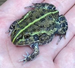 各式品種角蛙大全  黃金角蛙 綠角蛙 血紅角蛙 咖啡角蛙 皮卡丘 色缺 金屬 霸王12