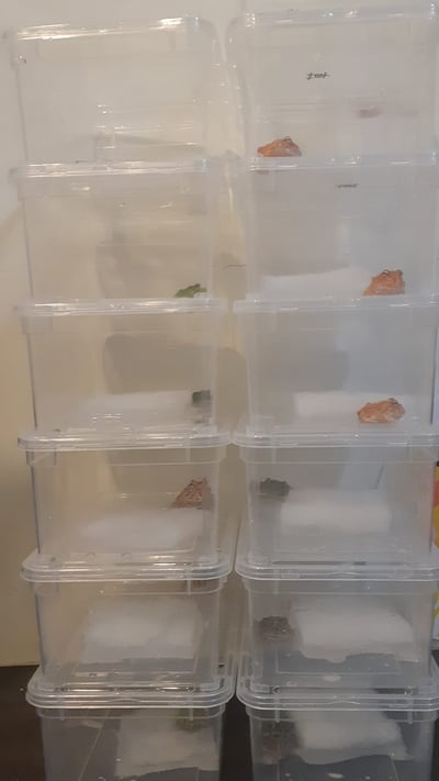 各式品種角蛙大全  黃金角蛙 綠角蛙 血紅角蛙 咖啡角蛙 皮卡丘 色缺 金屬 霸王1