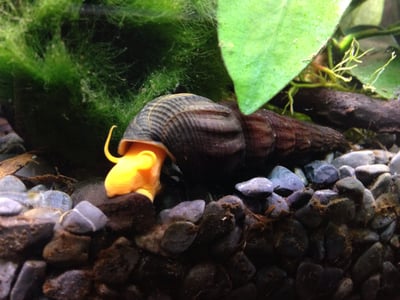 除藻高手 蜜蜂角螺 黑金剛螺 黃金螺 羊角螺 橙兔螺 巧克力螺 斑馬螺 笠螺 蘋果螺 螺11