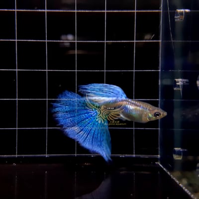 純種孔雀魚 各式品系大全8