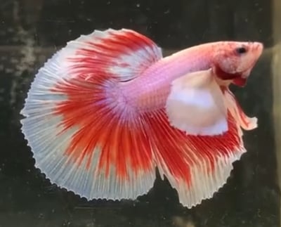 泰國進口 各式展示級鬥魚大全24