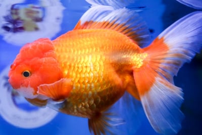 泰國獅頭 金魚1