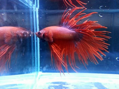 泰國進口 各式展示級鬥魚大全13