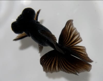 黑蝶尾 金魚1