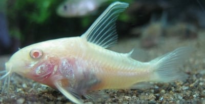 鼠魚集合區 白鼠 大帆花鼠 咖啡鼠 金線綠鼠 黑金紅頭鼠 熊貓鼠 大帆白鼠 茉莉豹鼠 黃翅珍珠鼠 大帆滿天星6