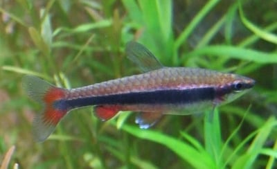 燈魚集合區 一線小丑燈 鑽石燈  三角燈 紅蓮燈 女王燈 日光燈 黃日光燈 火翅金鑽 噴火燈 火兔燈 三間小丑燈 藍剛果燈 亞洲紅鼻 紅鼻剪刀 一眉道人 野生金燈 黑帝王燈 鉛筆燈 櫻桃燈 血叉尾珍珠燕子 藍色霓虹燈15