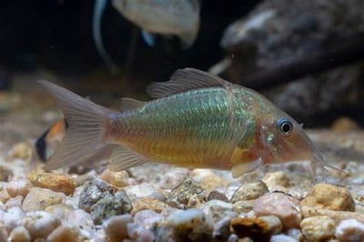 鼠魚集合區 白鼠 大帆花鼠 咖啡鼠 金線綠鼠 黑金紅頭鼠 熊貓鼠 大帆白鼠 茉莉豹鼠 黃翅珍珠鼠 大帆滿天星13