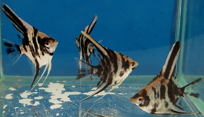 神仙集合區 產季限量供應 白玉神仙 斑馬神仙 黃金神仙  黑幻象神仙 阿凡達神仙 三色神仙 海鷗神仙 赤月神仙 白子斯卡神仙 斯卡神仙 大理石神仙9