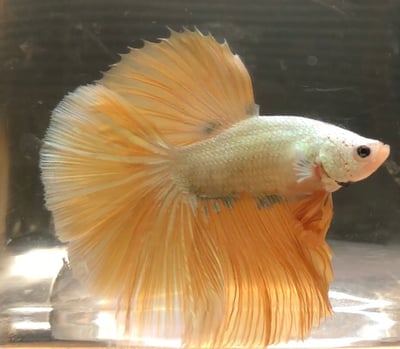 泰國進口 各式展示級鬥魚大全16