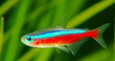 燈魚集合區 一線小丑燈 鑽石燈  三角燈 紅蓮燈 女王燈 日光燈 黃日光燈 火翅金鑽 噴火燈 火兔燈 三間小丑燈 藍剛果燈 亞洲紅鼻 紅鼻剪刀 一眉道人 野生金燈 黑帝王燈 鉛筆燈 櫻桃燈 血叉尾珍珠燕子 藍色霓虹燈5