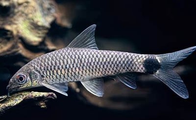 小精靈 白玉飛狐 小猴飛狐3