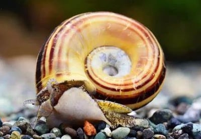 除藻高手 蜜蜂角螺 黑金剛螺 黃金螺 羊角螺 橙兔螺 巧克力螺 斑馬螺 笠螺 蘋果螺 螺5