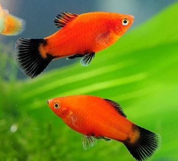 紅米奇 三色米奇 黃金太陽 紅單劍 紅雙劍 黑尾太陽 紅球 大帆紅茶壺8