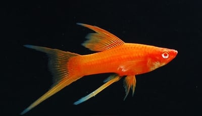 紅米奇 三色米奇 黃金太陽 紅單劍 紅雙劍 黑尾太陽 紅球 大帆紅茶壺5