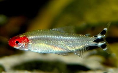 燈魚集合區 一線小丑燈 鑽石燈  三角燈 紅蓮燈 女王燈 日光燈 黃日光燈 火翅金鑽 噴火燈 火兔燈 三間小丑燈 藍剛果燈 亞洲紅鼻 紅鼻剪刀 一眉道人 野生金燈 黑帝王燈 鉛筆燈 櫻桃燈 血叉尾珍珠燕子 藍色霓虹燈14