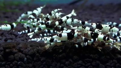 紅白水晶蝦 黑白水晶蝦2