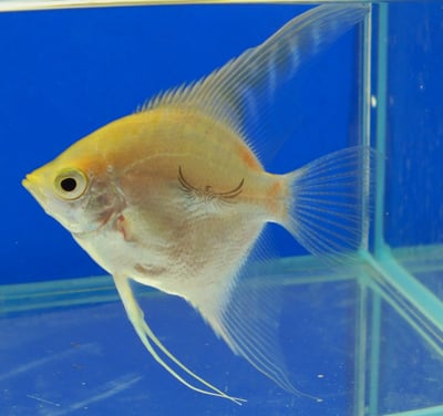 神仙集合區 產季限量供應 白玉神仙 斑馬神仙 黃金神仙  黑幻象神仙 阿凡達神仙 三色神仙 海鷗神仙 赤月神仙 白子斯卡神仙 斯卡神仙 大理石神仙11