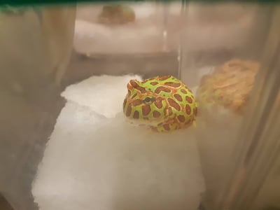 各式品種角蛙大全  黃金角蛙 綠角蛙 血紅角蛙 咖啡角蛙 皮卡丘 色缺 金屬 霸王3