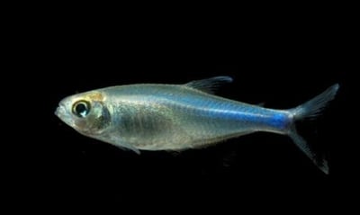 燈魚集合區 一線小丑燈 鑽石燈  三角燈 紅蓮燈 女王燈 日光燈 黃日光燈 火翅金鑽 噴火燈 火兔燈 三間小丑燈 藍剛果燈 亞洲紅鼻 紅鼻剪刀 一眉道人 野生金燈 黑帝王燈 鉛筆燈 櫻桃燈 血叉尾珍珠燕子 藍色霓虹燈6