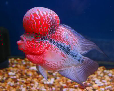 櫻桃紅凸頭羅漢1