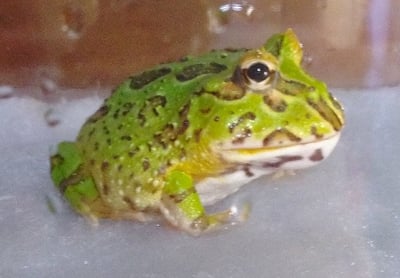 各式品種角蛙大全  黃金角蛙 綠角蛙 血紅角蛙 咖啡角蛙 皮卡丘 色缺 金屬 霸王5