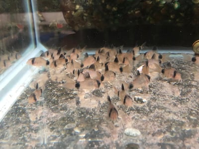 鼠魚集合區 白鼠 大帆花鼠 咖啡鼠 金線綠鼠 黑金紅頭鼠 熊貓鼠 大帆白鼠 茉莉豹鼠 黃翅珍珠鼠 大帆滿天星10