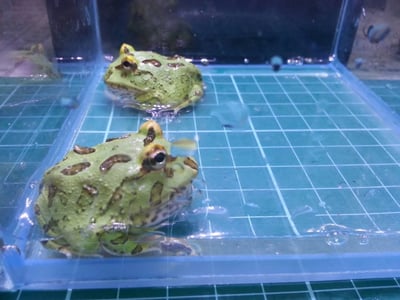 各式品種角蛙大全  黃金角蛙 綠角蛙 血紅角蛙 咖啡角蛙 皮卡丘 色缺 金屬 霸王8