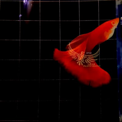 純種孔雀魚 各式品系大全1