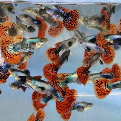 馬賽克、蘭花、紋路、單色系孔雀1