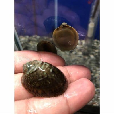 除藻高手 蜜蜂角螺 黑金剛螺 黃金螺 羊角螺 橙兔螺 巧克力螺 斑馬螺 笠螺 蘋果螺 螺8