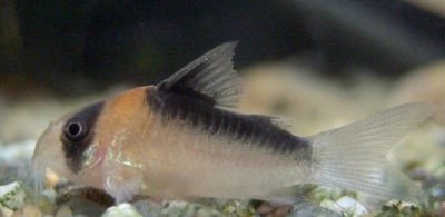 鼠魚集合區 白鼠 大帆花鼠 咖啡鼠 金線綠鼠 黑金紅頭鼠 熊貓鼠 大帆白鼠 茉莉豹鼠 黃翅珍珠鼠 大帆滿天星5