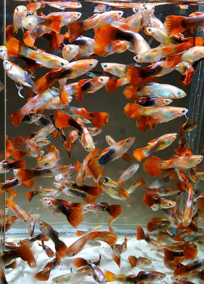綜合孔雀魚（只限官網購買價格）1