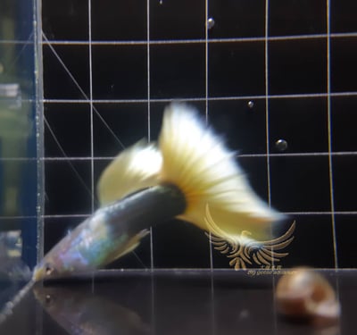 純種孔雀魚 各式品系大全7